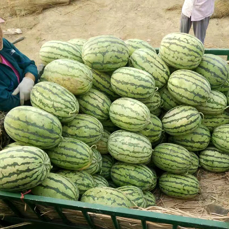 中科茂华西瓜种子中科八号懒汉正宗西农八号西北农大科研大果