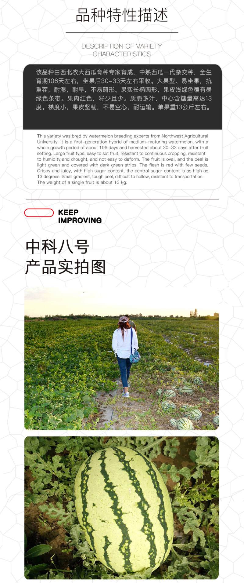 中科茂华西瓜种子中科八号懒汉正宗西农八号西北农大科研大果