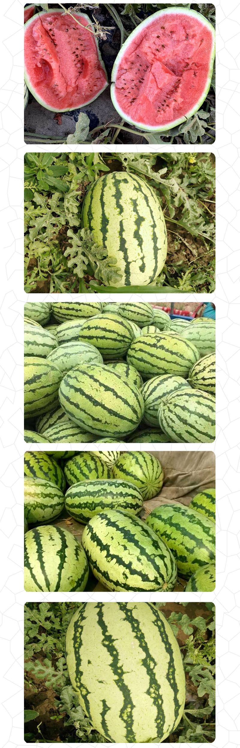 中科茂华西瓜种子中科八号懒汉正宗西农八号西北农大科研大果