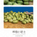 中科茂华西瓜种子中科八号懒汉正宗西农八号西北农大科研大果