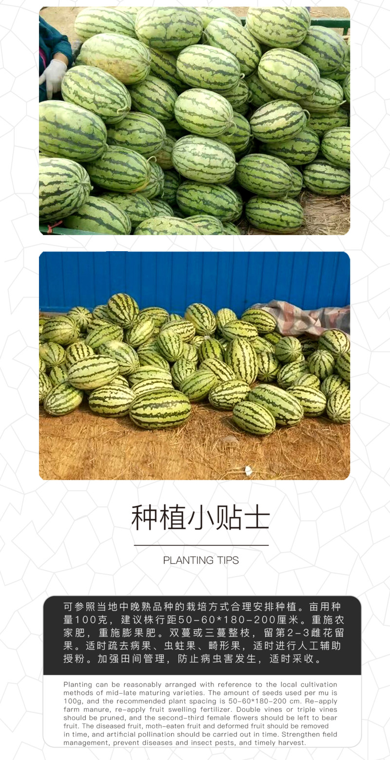 中科茂华西瓜种子中科八号懒汉正宗西农八号西北农大科研大果
