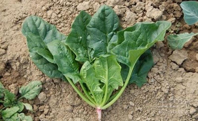 大叶肥叶圆叶菠菜种子波斯菜赤红根菜鹦鹉菜菠耸