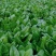 大叶肥叶圆叶菠菜种子波斯菜赤红根菜鹦鹉菜菠耸