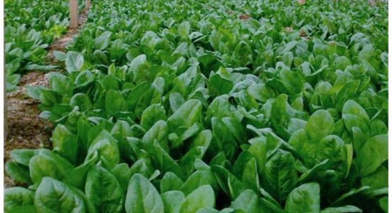 大叶肥叶圆叶菠菜种子波斯菜赤红根菜鹦鹉菜菠耸