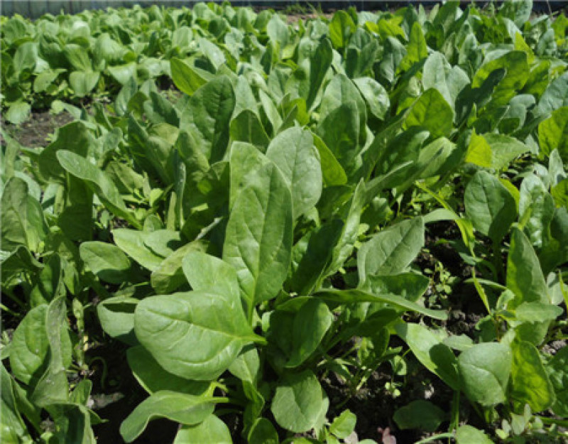 大叶肥叶圆叶菠菜种子波斯菜赤红根菜鹦鹉菜菠耸