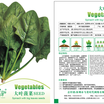 大叶肥叶圆叶菠菜种子波斯菜赤红根菜鹦鹉菜菠耸