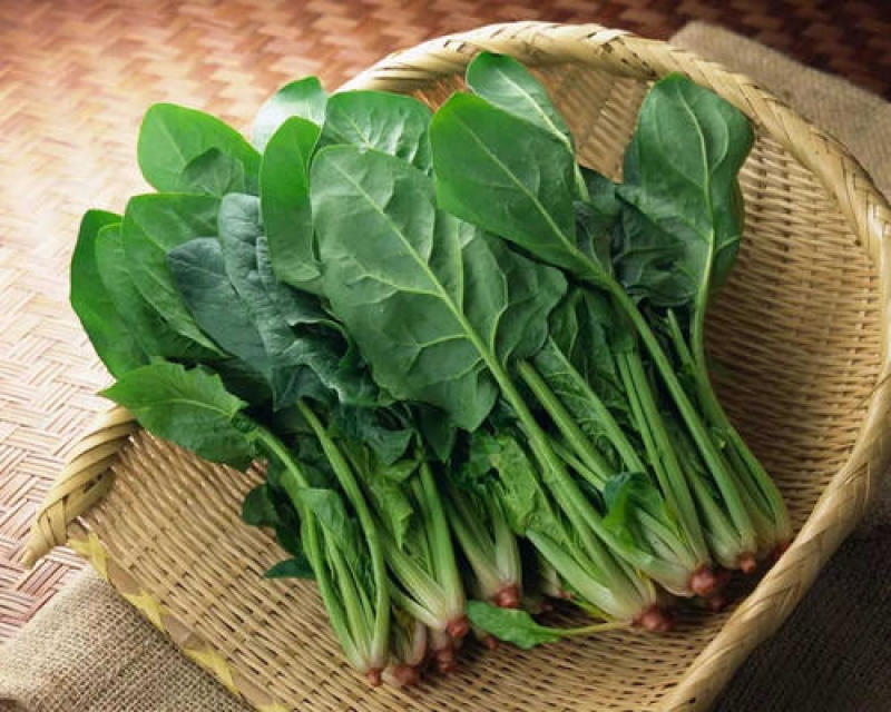 大叶肥叶圆叶菠菜种子波斯菜赤红根菜鹦鹉菜菠耸