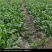 大叶肥叶圆叶菠菜种子波斯菜赤红根菜鹦鹉菜菠耸