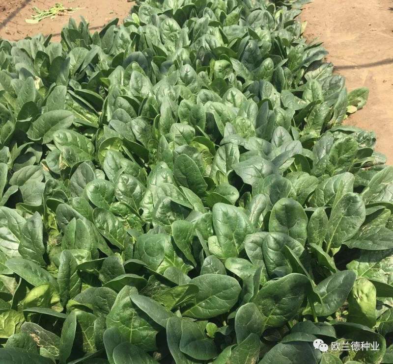 大叶肥叶圆叶菠菜种子波斯菜赤红根菜鹦鹉菜菠耸