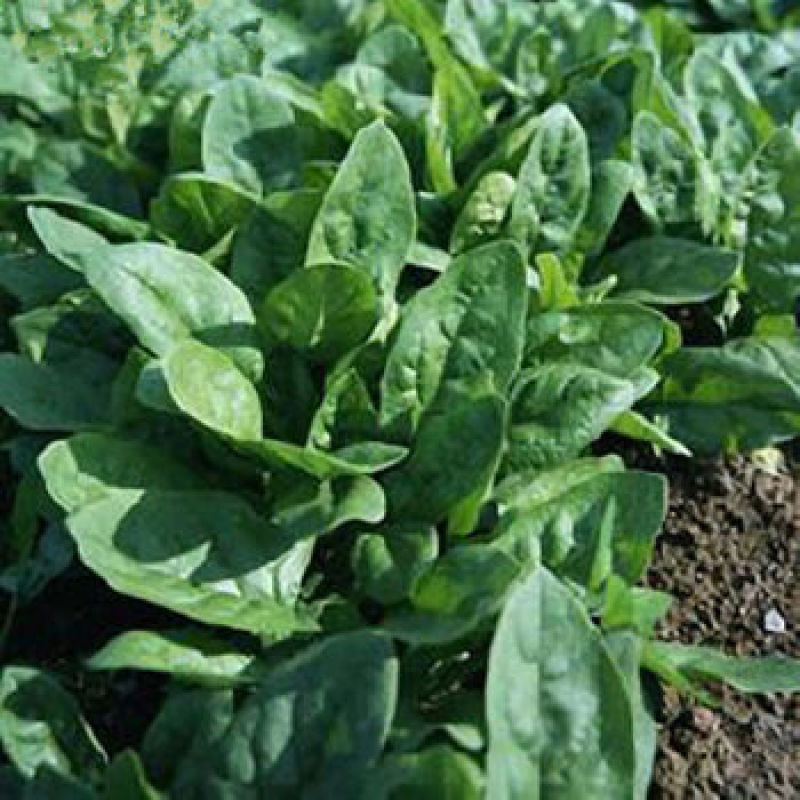 大叶肥叶圆叶菠菜种子波斯菜赤红根菜鹦鹉菜菠耸
