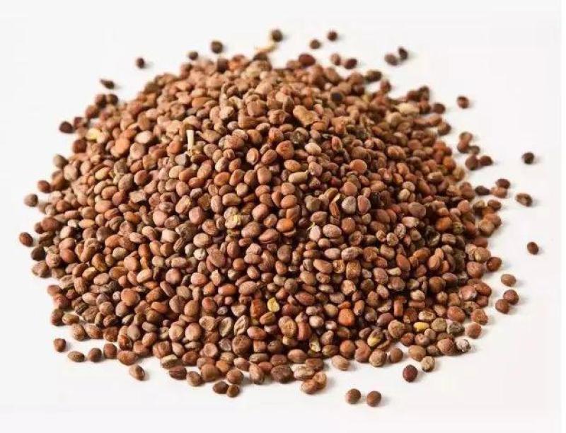 大叶肥叶圆叶菠菜种子波斯菜赤红根菜鹦鹉菜菠耸