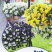 垂吊三色堇种子堇菜花蝴蝶人面花猫脸花鬼脸花阳蝶花