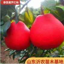 红心柚苗【泰国暹罗红柚苗】柚子苗品种纯正
