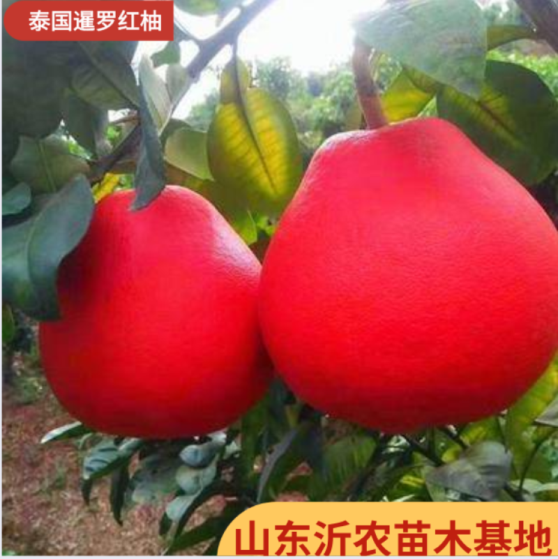 红心柚苗【泰国暹罗红柚苗】柚子苗品种纯正