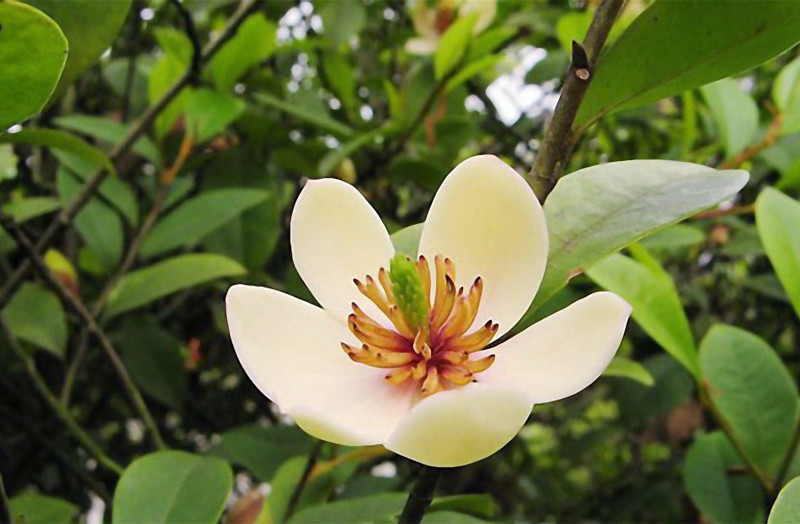 含笑花种子深山含笑种子红花含笑树种籽山节子白兰花