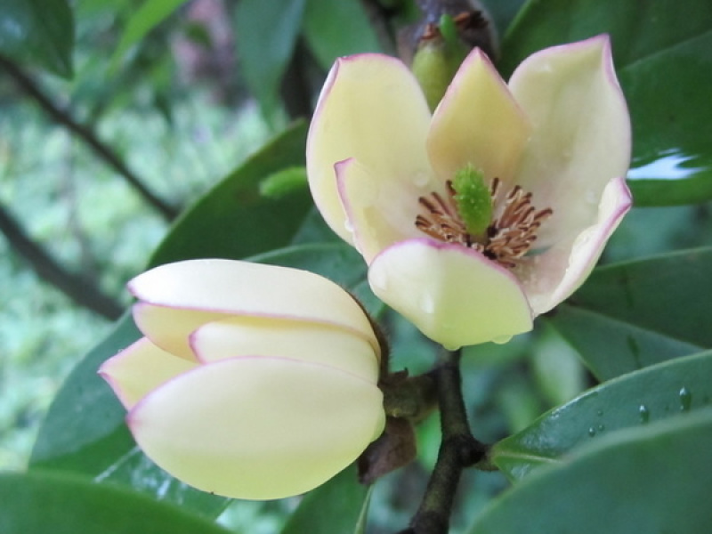 含笑花种子深山含笑种子红花含笑树种籽山节子白兰花