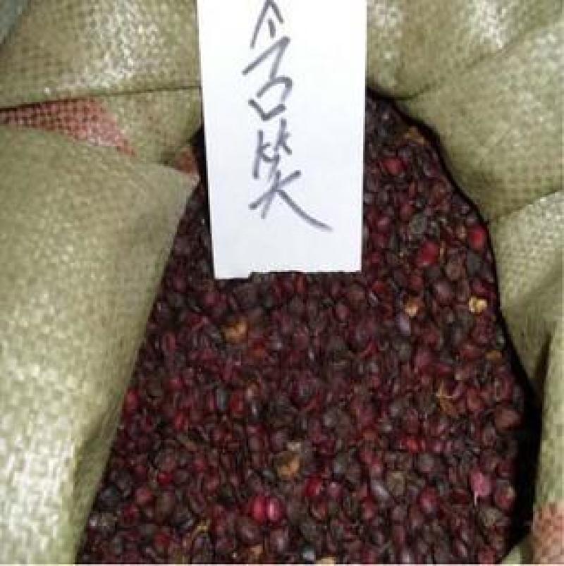 含笑花种子深山含笑种子红花含笑树种籽山节子白兰花