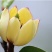 含笑花种子深山含笑种子红花含笑树种籽山节子白兰花