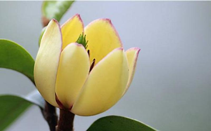 含笑花种子深山含笑种子红花含笑树种籽山节子白兰花