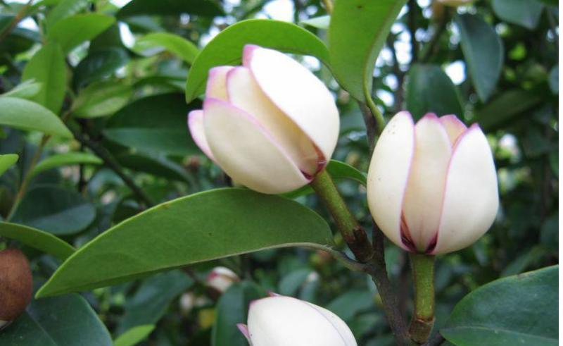 含笑花种子深山含笑种子红花含笑树种籽山节子白兰花