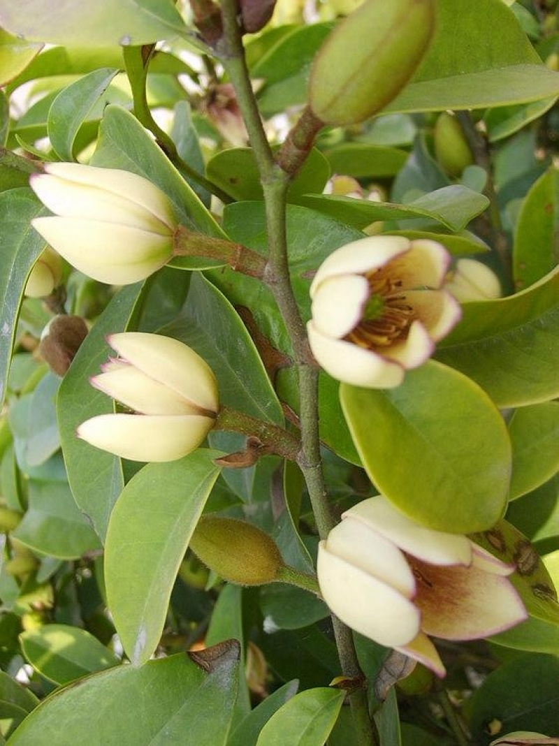 含笑花种子深山含笑种子红花含笑树种籽山节子白兰花