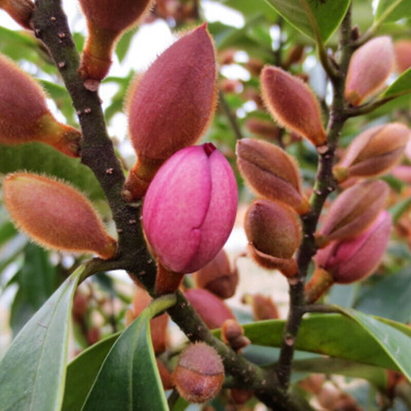 含笑花种子深山含笑种子红花含笑树种籽山节子白兰花