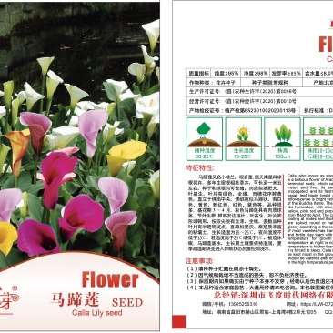 彩色马蹄莲种子小巷兰观音莲慈姑花水芋野芋