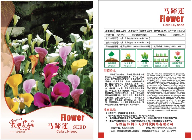 彩色马蹄莲种子小巷兰观音莲慈姑花水芋野芋