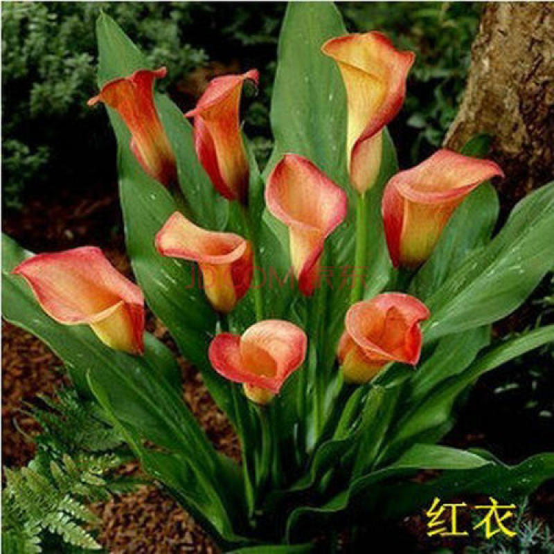 彩色马蹄莲种子小巷兰观音莲慈姑花水芋野芋