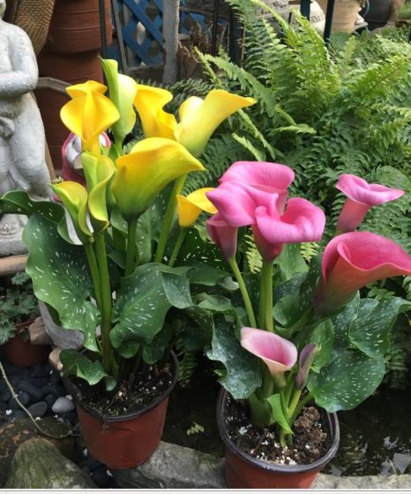 彩色马蹄莲种子小巷兰观音莲慈姑花水芋野芋