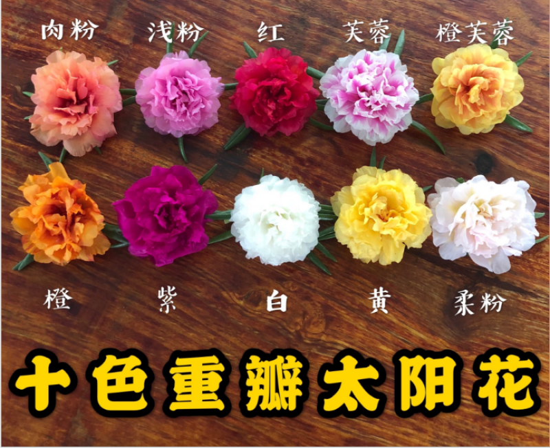 太阳花种子半支莲，松叶牡丹龙须牡丹洋马齿苋、午时花