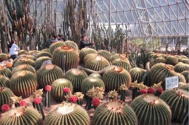 仙人球种子草球长盛球仙人掌短毛丸珍珠戟旺盛球