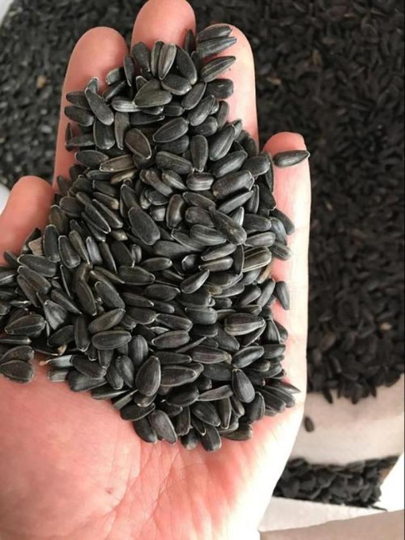美国油葵种子葵花籽榨油向日葵籽小皮黑色皮薄产量高