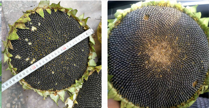 美国油葵种子葵花籽榨油向日葵籽小皮黑色皮薄产量高