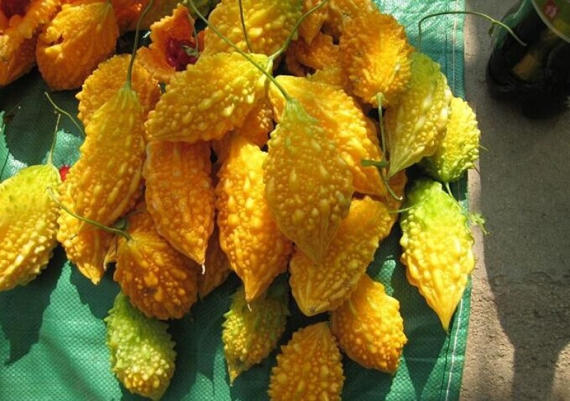 我要发芽蔬菜种子小濑瓜种子癞葡萄金铃子山苦瓜