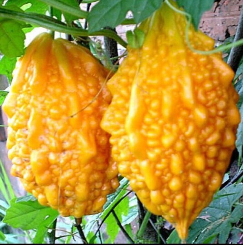 我要发芽蔬菜种子小濑瓜种子癞葡萄金铃子山苦瓜
