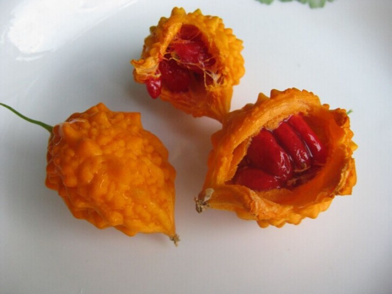 我要发芽蔬菜种子小濑瓜种子癞葡萄金铃子山苦瓜