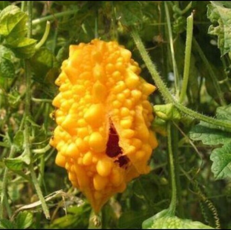 我要发芽蔬菜种子小濑瓜种子癞葡萄金铃子山苦瓜