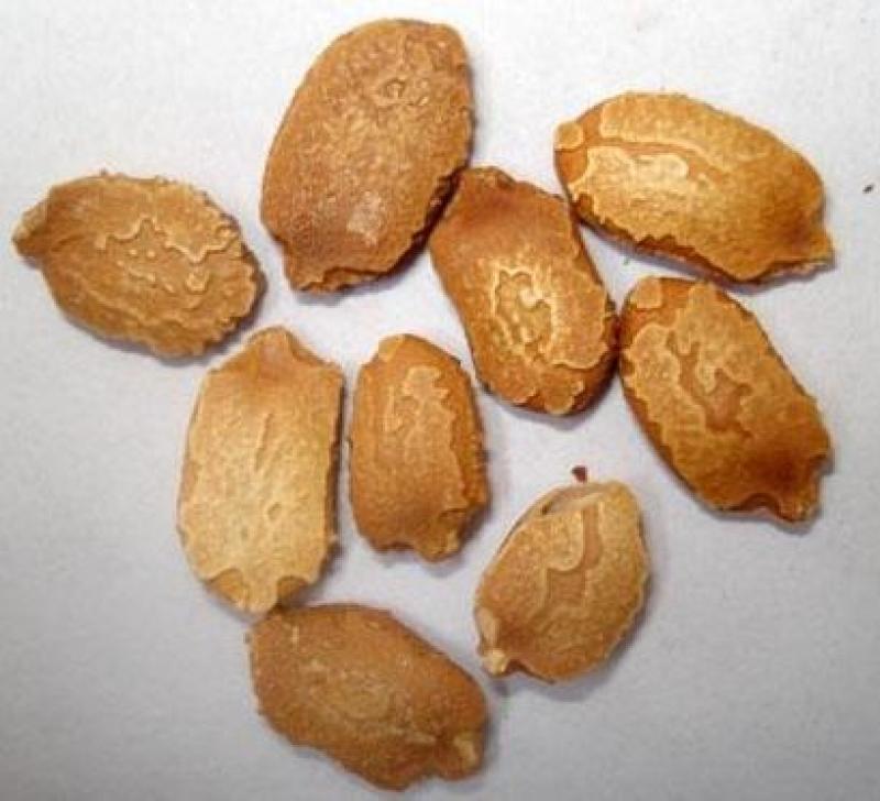我要发芽蔬菜种子小濑瓜种子癞葡萄金铃子山苦瓜