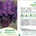 炫紫特色紫色菠菜种子紫叶波斯菜赤红根菜鹦鹉菜菠耸