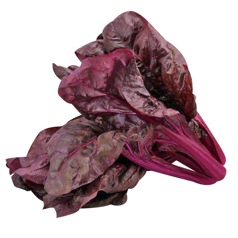 炫紫特色紫色菠菜种子紫叶波斯菜赤红根菜鹦鹉菜菠耸