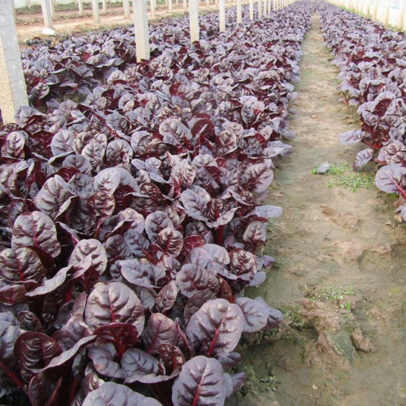 炫紫特色紫色菠菜种子紫叶波斯菜赤红根菜鹦鹉菜菠耸