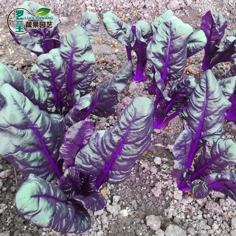 炫紫特色紫色菠菜种子紫叶波斯菜赤红根菜鹦鹉菜菠耸