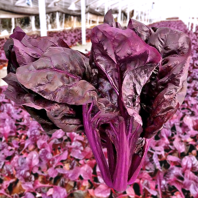 炫紫特色紫色菠菜种子紫叶波斯菜赤红根菜鹦鹉菜菠耸