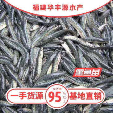 黑鱼苗批发产地直销运输损耗包赔杂交4-7公分