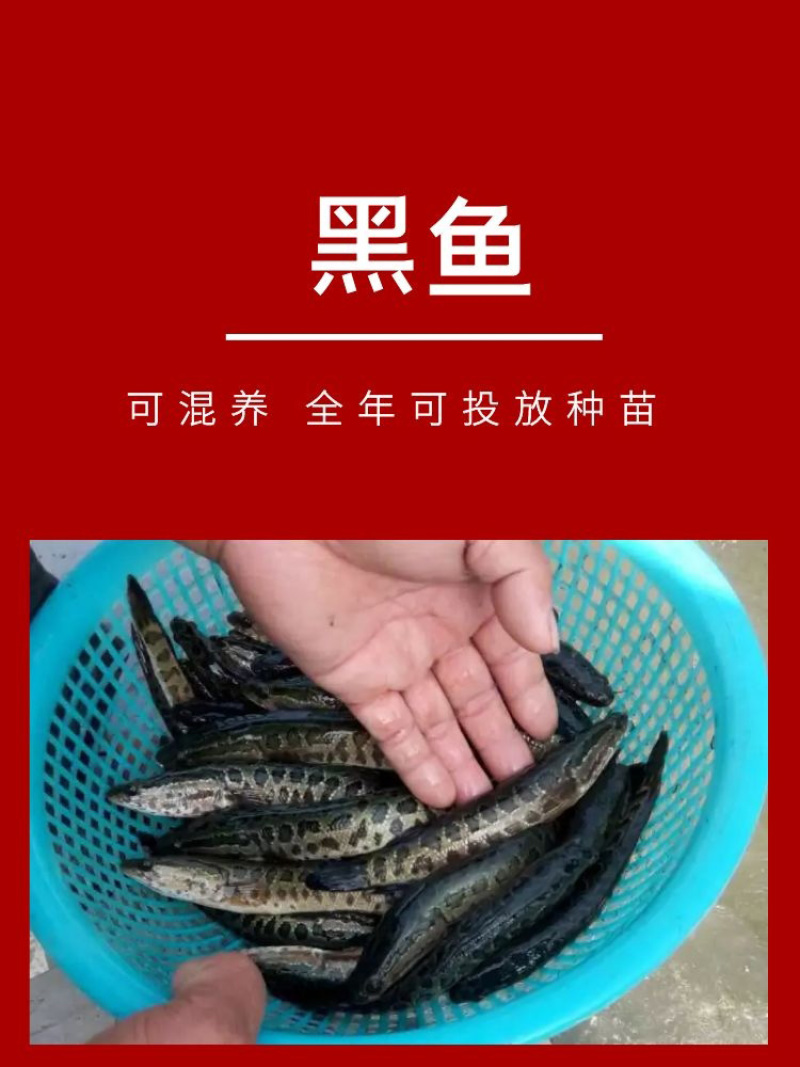 黑鱼苗批发产地直销运输损耗包赔杂交4-7公分