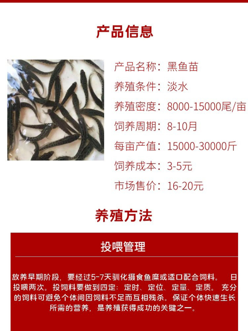 黑鱼苗批发产地直销运输损耗包赔杂交4-7公分