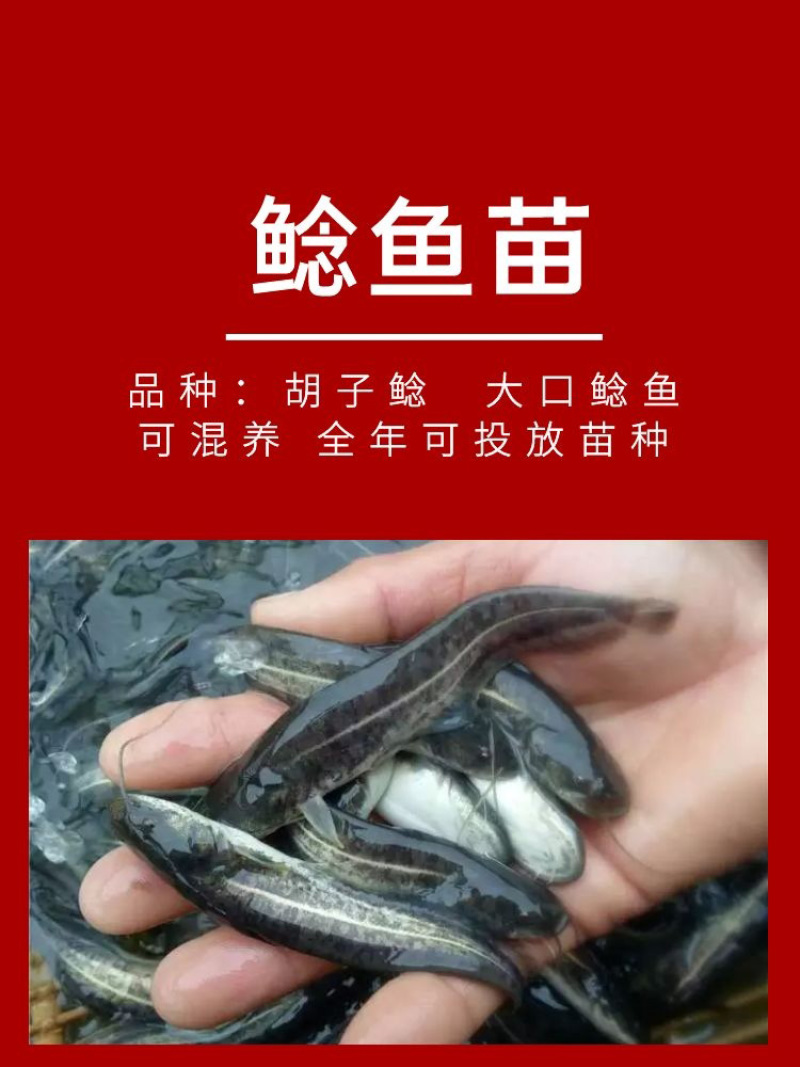 鲶鱼苗批发产地直销高质量无病开口苗包回收