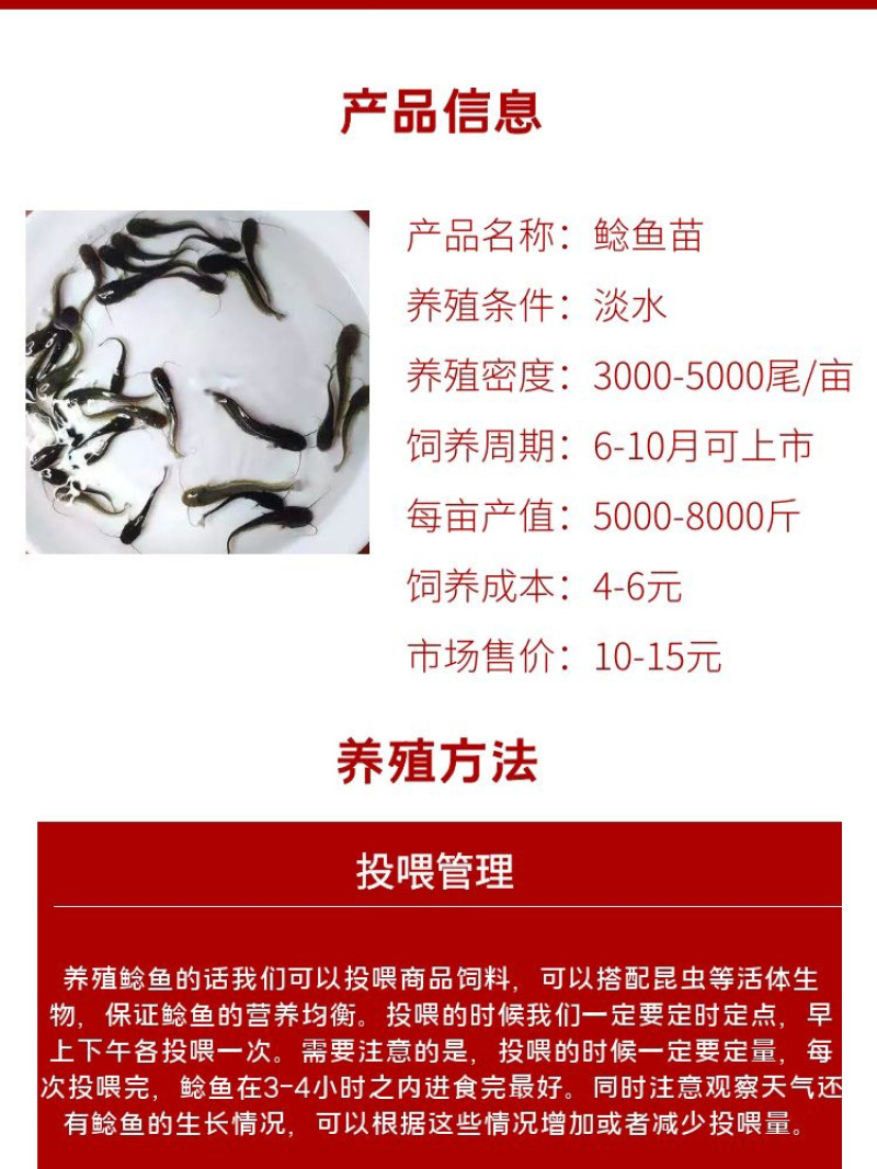 鲶鱼苗批发产地直销高质量无病开口苗包回收