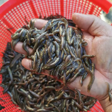 【苗场直发】泥鳅苗泥鳅水花苗泥鳅寸苗量大从优